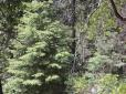 White Chief Mountain Lodge image 18
